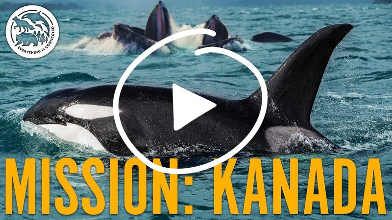 Exploring the Thrill of Mission Uncrossable in Canadian Gaming Scene, mission uncrossable demo